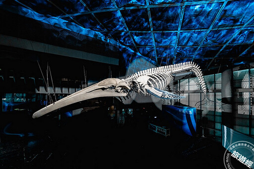 全臺首座藍鯨骨骼標本展示「巨鯨之路」， 20 公尺長藍鯨身軀於海生館重現！