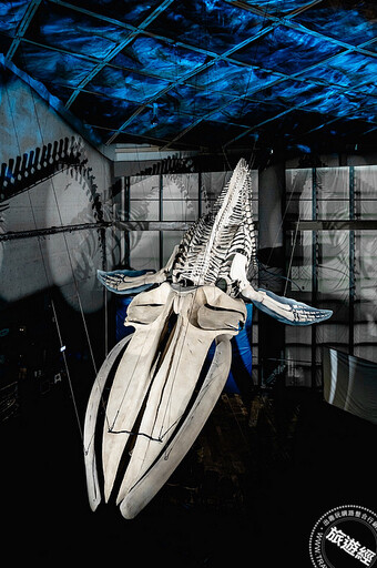 全臺首座藍鯨骨骼標本展示「巨鯨之路」， 20 公尺長藍鯨身軀於海生館重現！