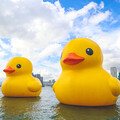 黃色小鴨成對遊高雄港 晶英國際行館獨家推出「搭遊艇看小鴨」遊程
