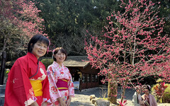全台最大九族櫻花祭今(1)日開跑 枝垂櫻、台灣雪櫻綻美中