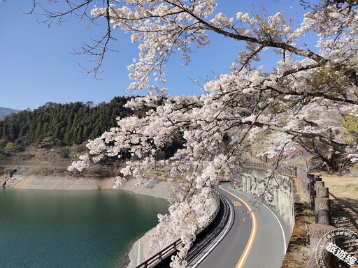 提醒！2024日本櫻花季提前 東京三處追櫻私房景點大公開