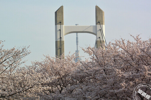 提醒！2024日本櫻花季提前 東京三處追櫻私房景點大公開