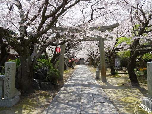 廣島櫻花祭登場 搜羅10大賞櫻景點、花期一次看