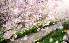 廣島櫻花祭登場 搜羅10大賞櫻景點、花期一次看