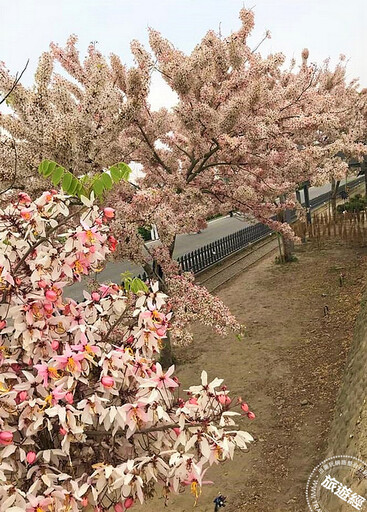台南西港花旗木季 花開正美！