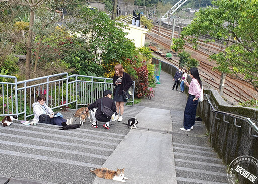 台灣不輸日本貓島的猴硐貓村 迎新裝！