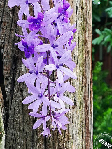 大安森林公園紫瀑花廊 這不是紫藤是錫葉藤