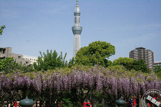 日本東京不只能結「櫻」緣 還有杜鵑、紫藤、粉蝶花齊爭豔