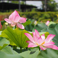 白河蓮花季登場 雙層巴士餐車遊後壁白河，體驗田園風光、蓮鄉風情！