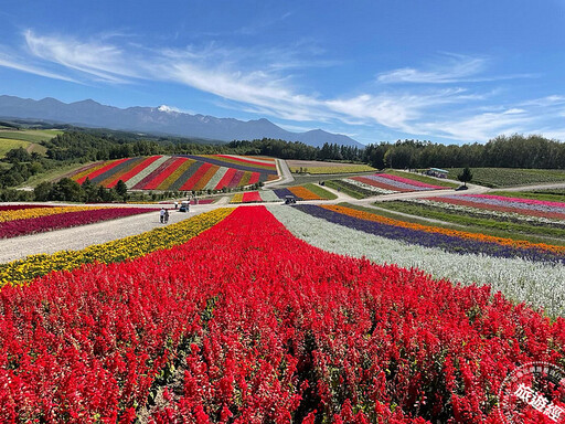 日本楓紅由北海道開始「展開」 邀您來探索富良野秋季旅遊魅力