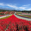 日本楓紅由北海道開始「展開」 邀您來探索富良野秋季旅遊魅力