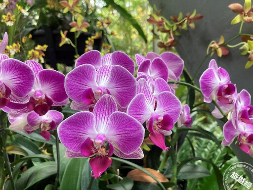 年節花卉─蝴蝶蘭 臺北典藏植物園目前花開正美，照顧方法報你知──