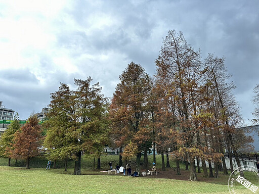 冬日「寂」美 搜羅台北12處賞落羽松公園景點──