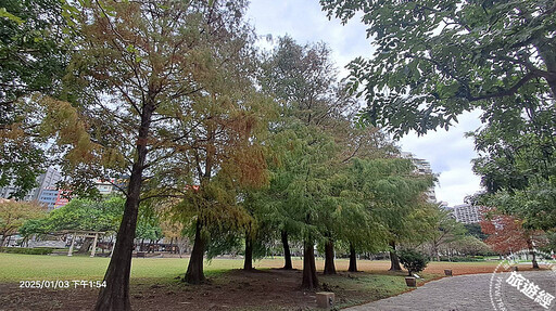 冬日「寂」美 搜羅台北12處賞落羽松公園景點──