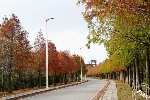 麗寶樂園綿延一公里700多棵「落羽松大道」現橘紅美景，超美！