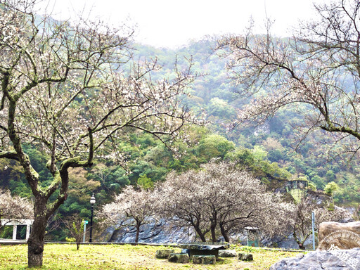 太魯閣晶英1/16重啟 花開正美，再現「梅」麗新視界！