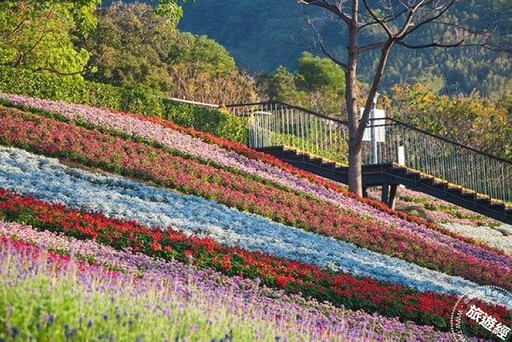 臺版富良野──三層崎花海「彩色浪花」美景再現，賞花規劃一次說！