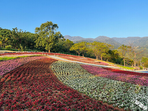 臺版富良野──三層崎花海「彩色浪花」美景再現，賞花規劃一次說！