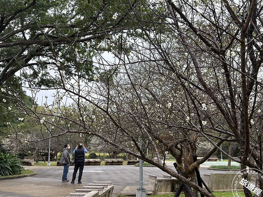 台北賞梅「趣」 台北十大賞梅景點推薦