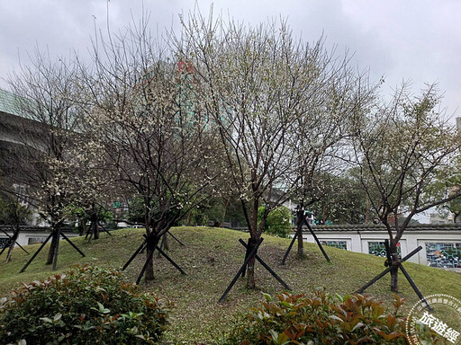 台北賞梅「趣」 台北十大賞梅景點推薦