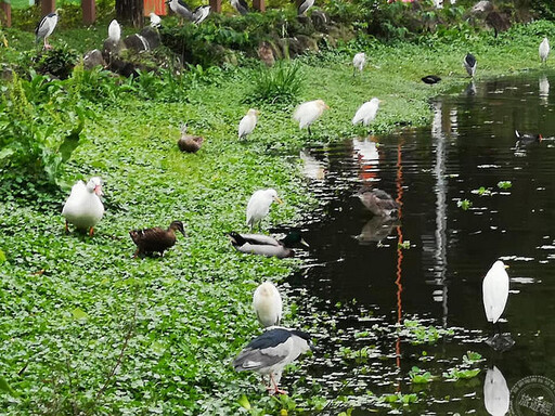 大安森林公園添新秘境 「七彩星苑」繽紛喜氣好彩頭