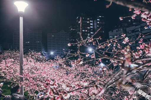 「陽明」春曉 六大走春賞花景點邀您走「花」路！