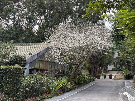 「陽明」春曉 六大走春賞花景點邀您走「花」路！