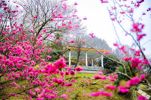 「陽明」春曉 六大走春賞花景點邀您走「花」路！