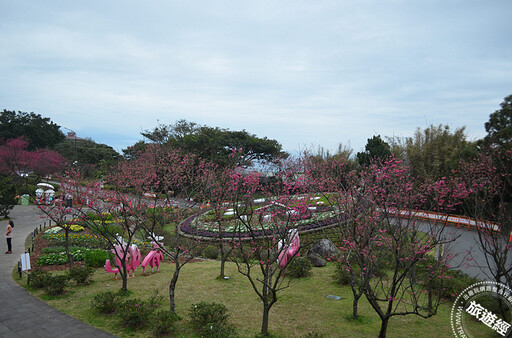 陽明公園「花現」最美時刻 山櫻、八重櫻、國梅花開「爭美」、「真美」！