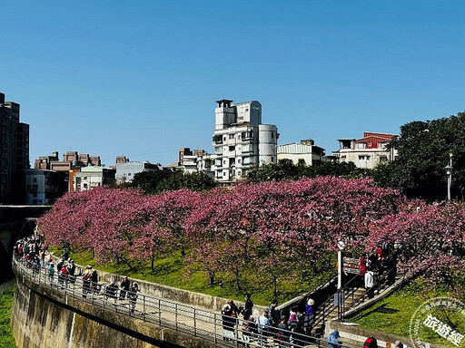 台北賞櫻景點懶人包 還有梅花、海芋、三層崎花海，都可以來一場輕鬆賞花遊