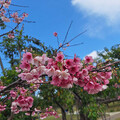 台北賞櫻景點懶人包 還有梅花、海芋、三層崎花海，都可以來一場輕鬆賞花遊