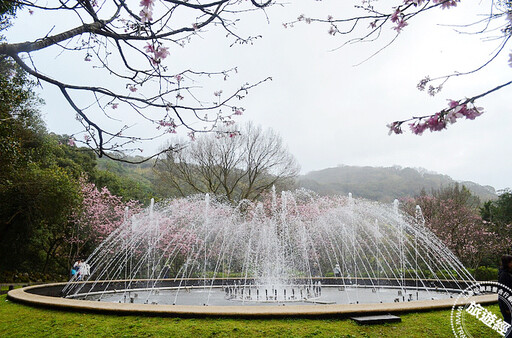 228連假-3月，陽明山賞花「趣」！ 昭和櫻、水仙及海芋齊綻美