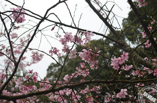 228連假-3月，陽明山賞花「趣」！ 昭和櫻、水仙及海芋齊綻美