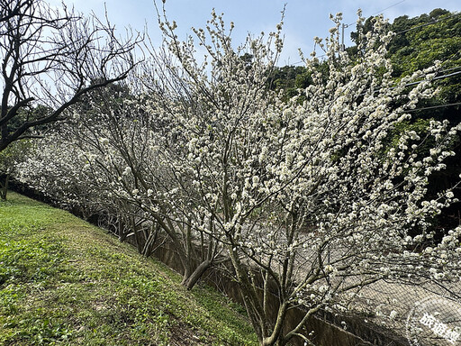 彰化228連假3花展春 李花、櫻花、黃花風鈴木正盛開中