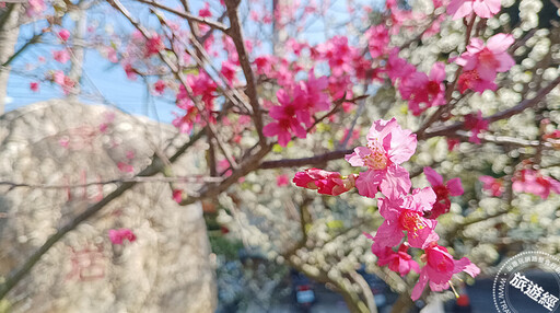 彰化228連假3花展春 李花、櫻花、黃花風鈴木正盛開中