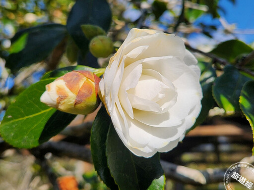 阿里山花季3月10日展開 感受追櫻賞花、星空日夜之美