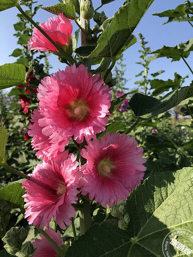 花中伸展台模特兒──蜀葵花已開 學甲蜀葵花文化節3/15開幕