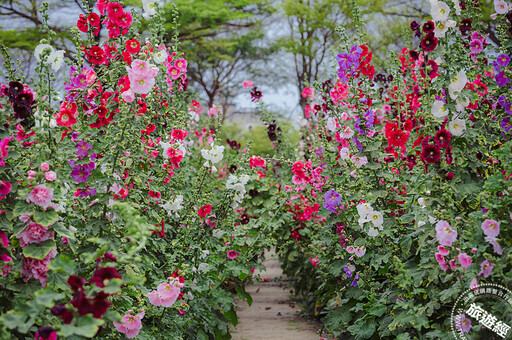 花中伸展台模特兒──蜀葵花已開 學甲蜀葵花文化節3/15開幕