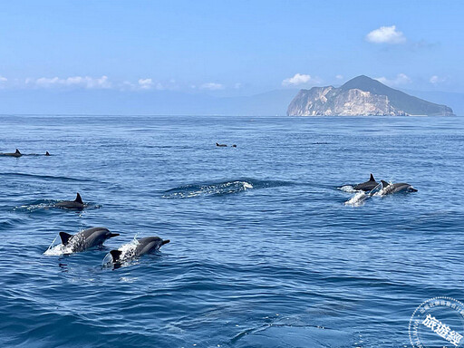 鯨喜！ 龜山島海遇真鯨豔VS新北大都會公園約見「粉嘻鯨」