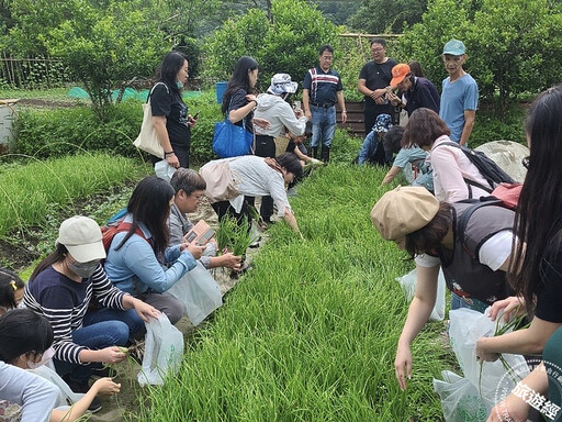 珠蔥原身竟是「它」！ 新北珠蔥產季到，推小旅行及美食之旅！