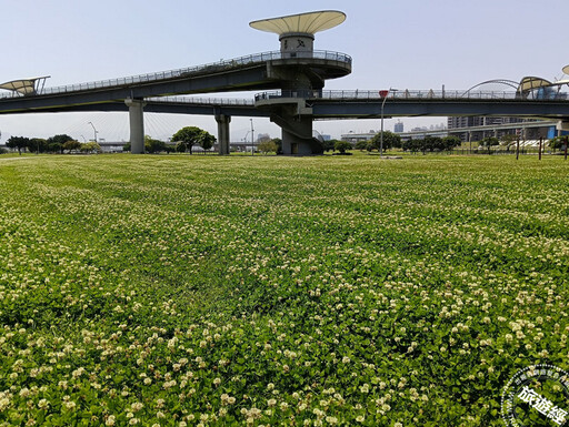 【限定美景】全台最大的公園綠地──新北大都會公園 草地化身為「花毯」！