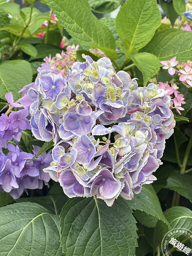 母親節應景賞花遊 西台灣不能錯過四處金針花海