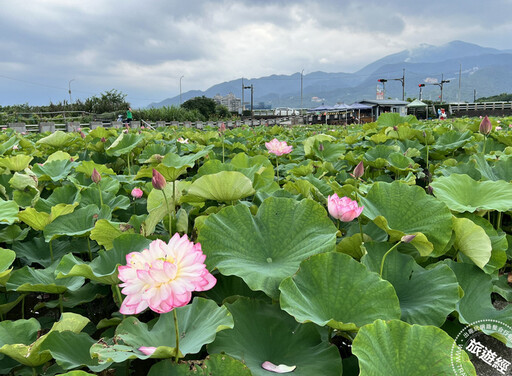 賞蓮秘境──金山六三農再社區、清水農地 除了賞蓮，「蓮」帶來個農遊體驗！