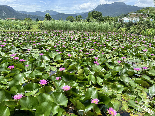 賞蓮秘境──金山六三農再社區、清水農地 除了賞蓮，「蓮」帶來個農遊體驗！