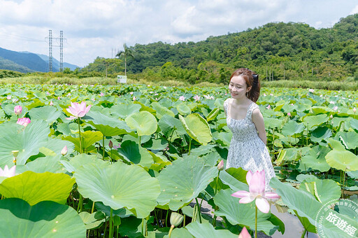 雙溪荷花正盛開 抓拍時間、美拍3秘訣「荷」處不是美景！