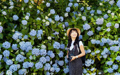 日本秋田縣的紫陽花奇蹟 一場與夏日的浪漫約會