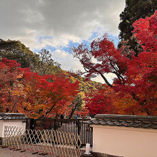 日本賞楓季預估出爐 捷絲旅「遊」京都賞楓省錢秘訣！