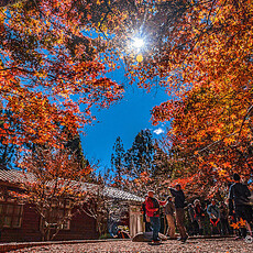 推薦台灣四大賞楓秘境 當地頂級旅宿提案！