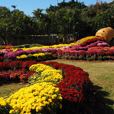 2025士林官邸菊展，15展區菊藝獻秋美 12場五感體驗，今(5)日起手刀報名！