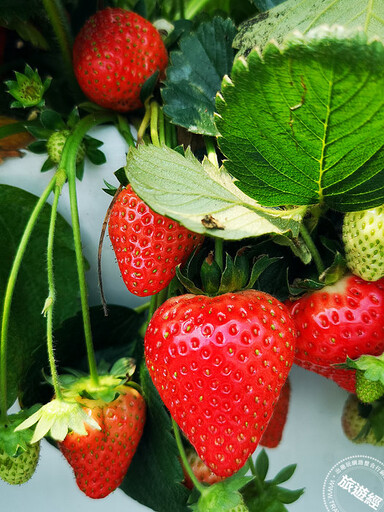 白石湖吊橋不僅重生啟用 也象徵草莓季的腳步不遠了！